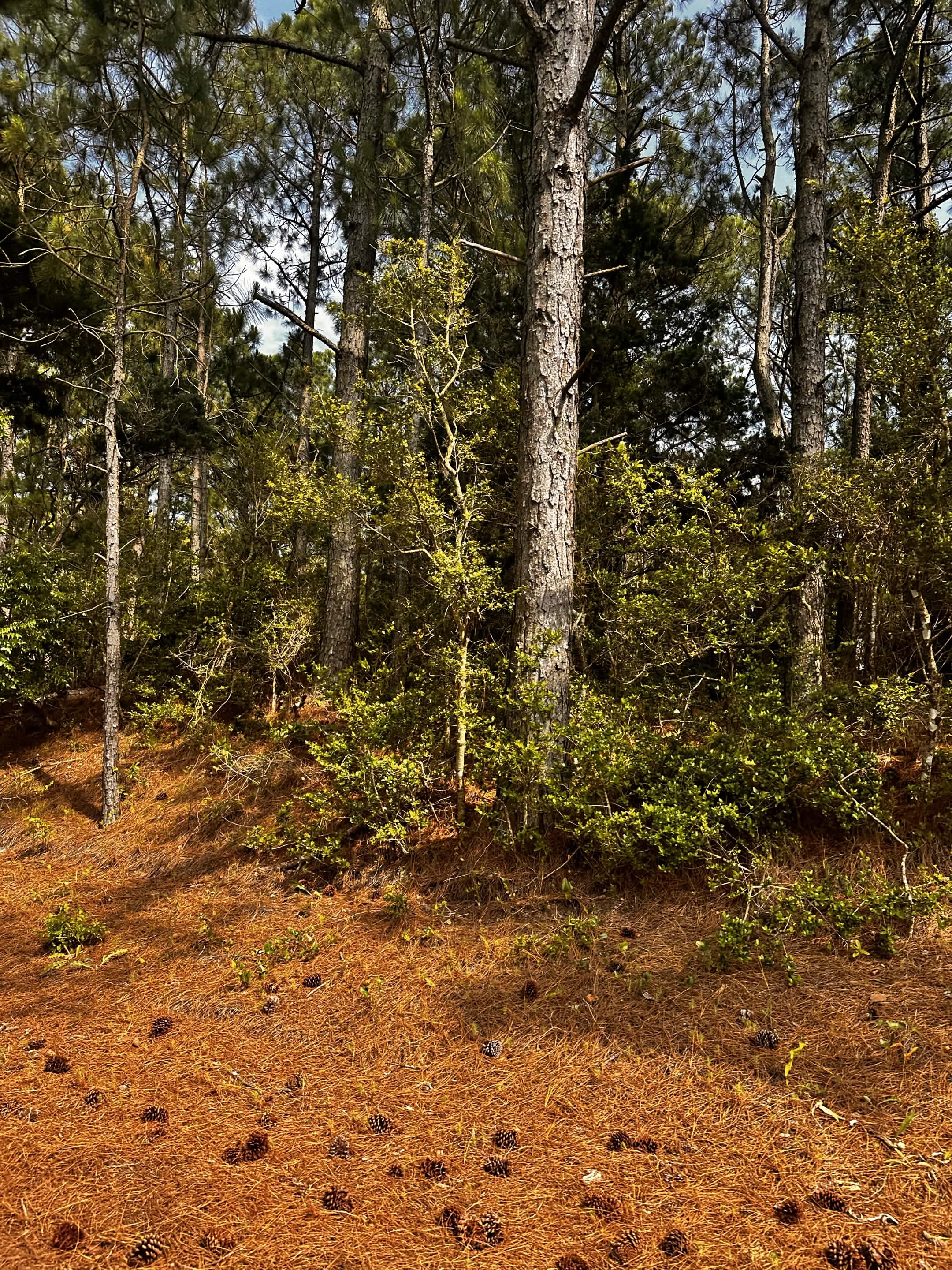 Nature photograph