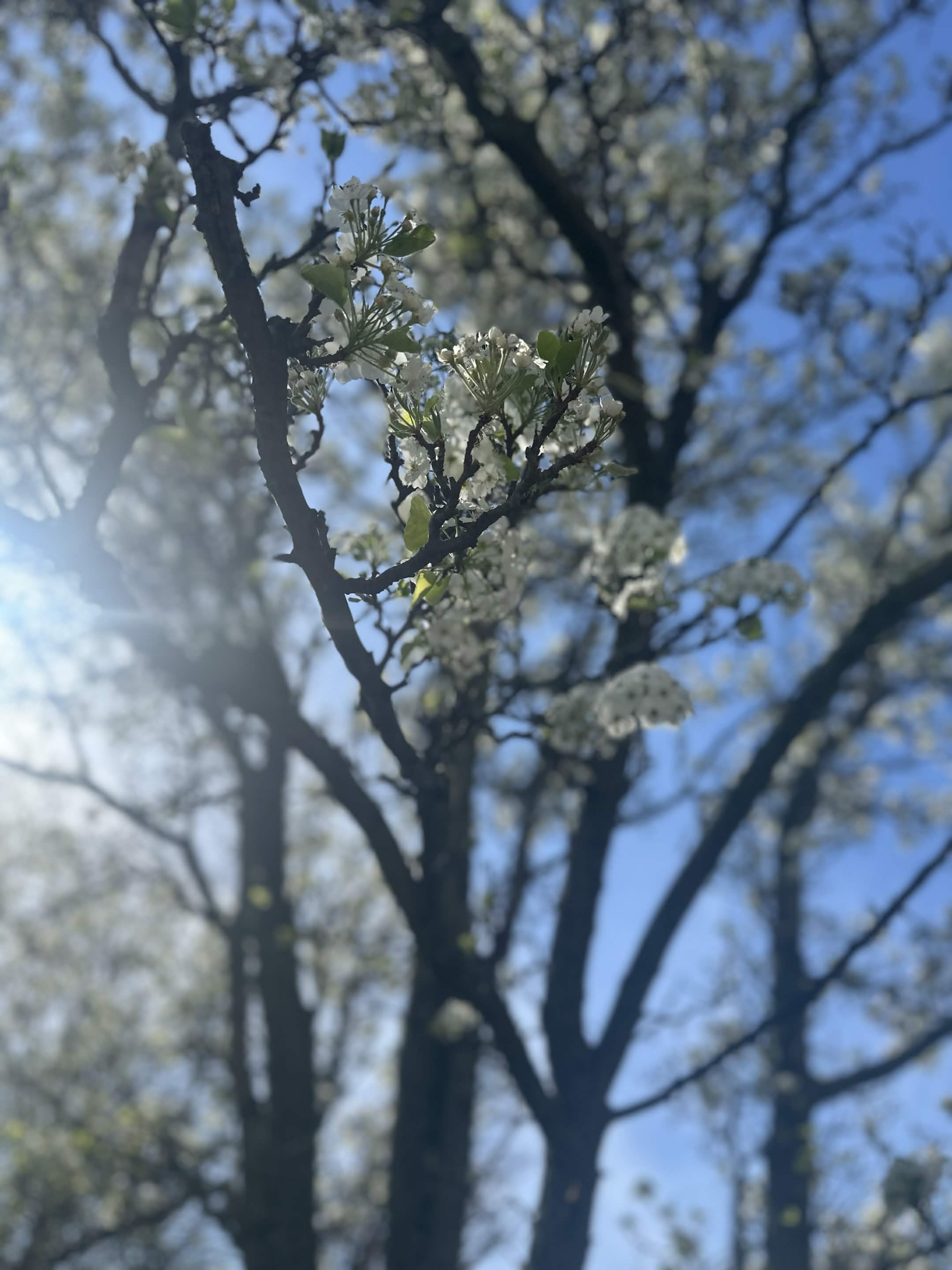 Nature photograph