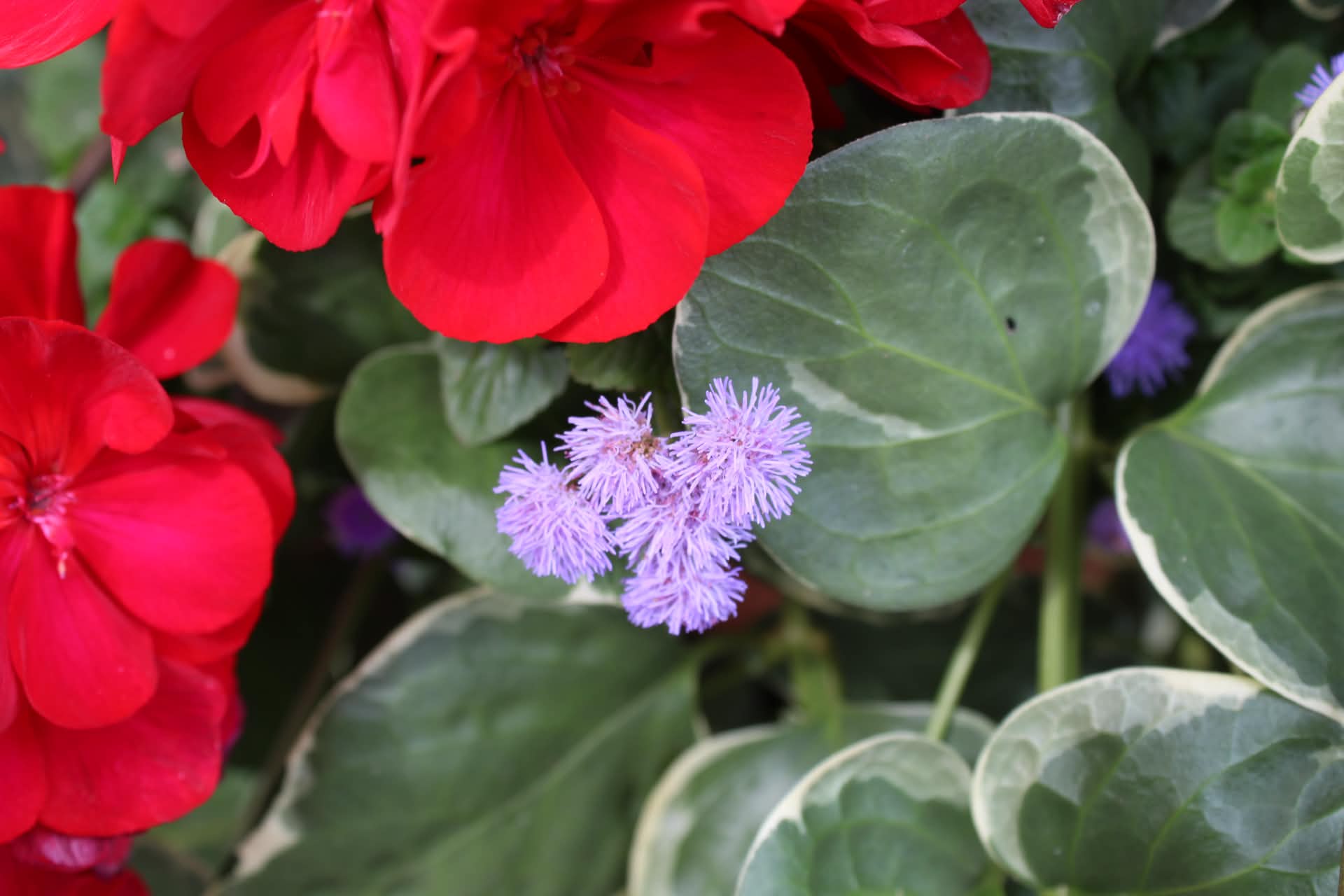 Nature photograph