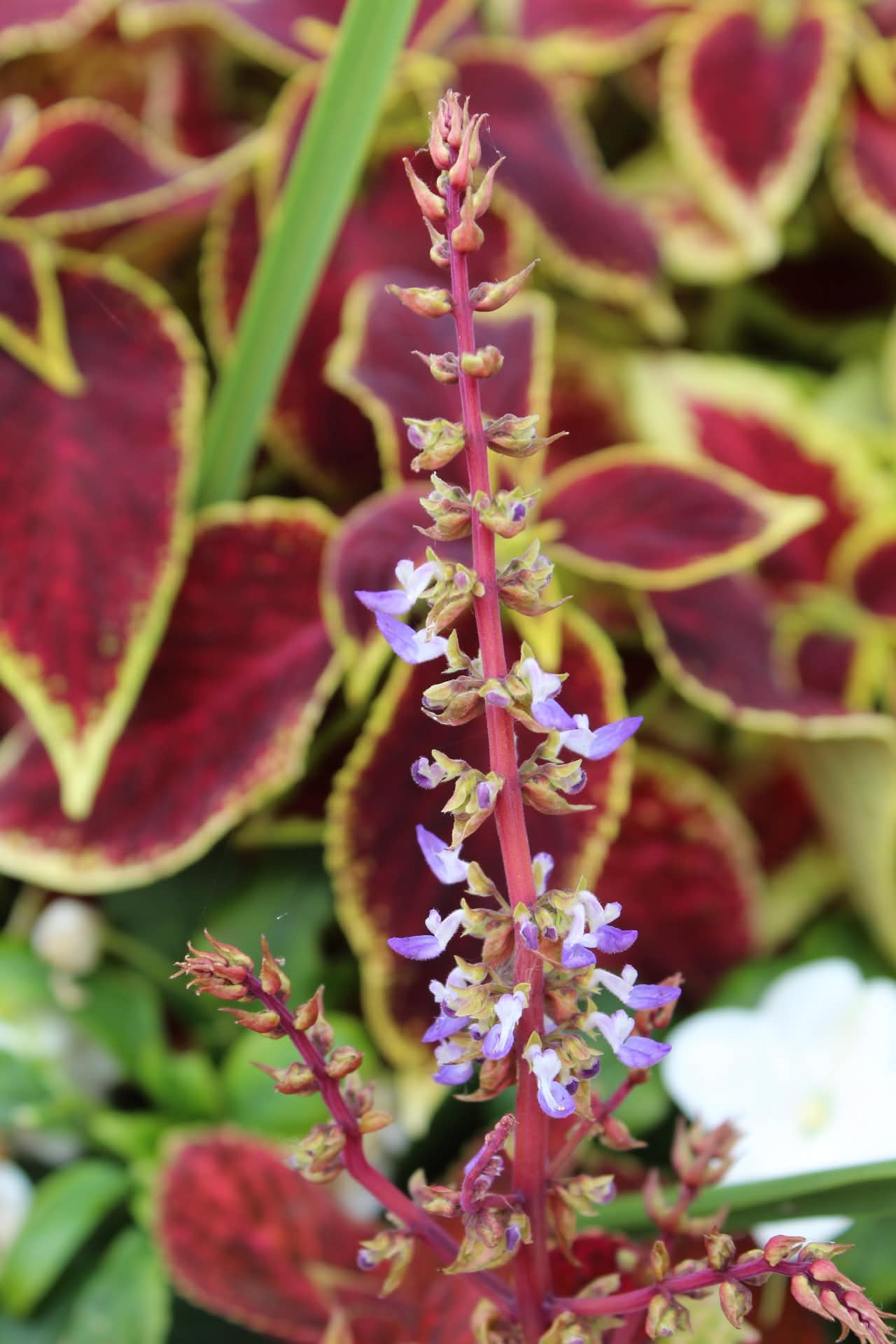 Nature photograph
